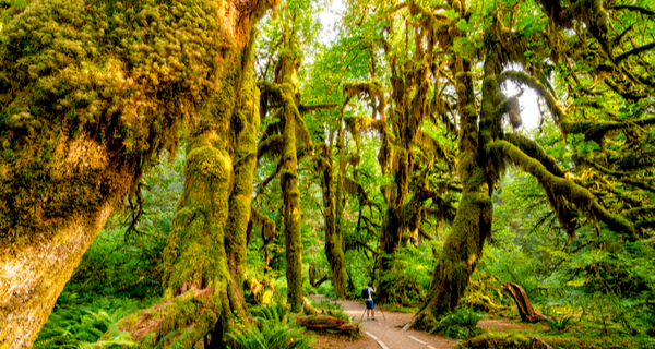 Olympic National Park