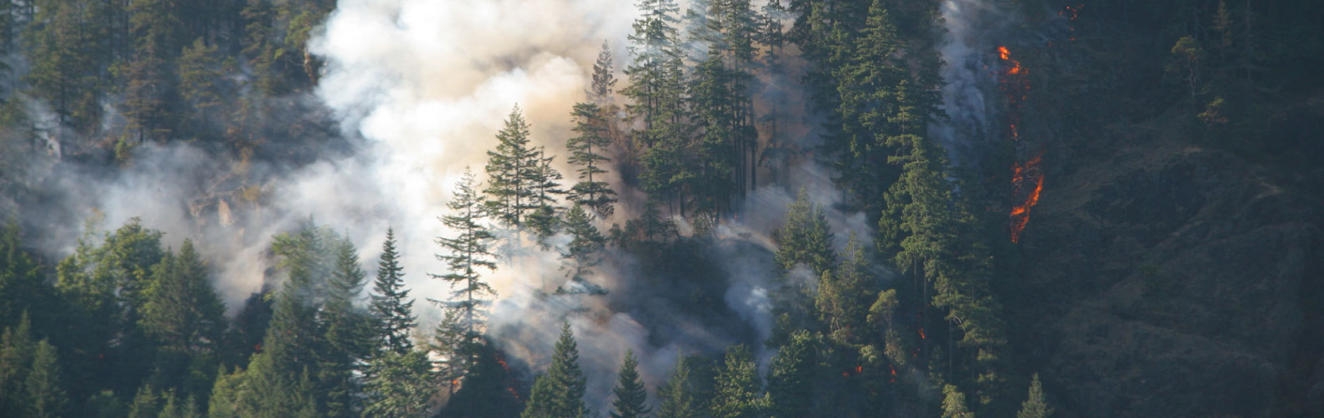 Five Ways to Prevent Forest Fires